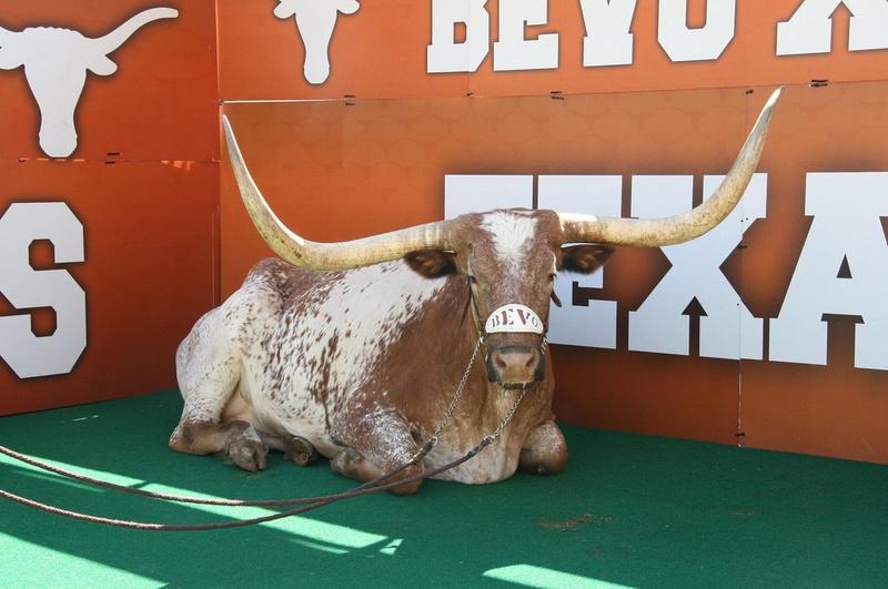 2015_Texas+-+Bevo+Mascot