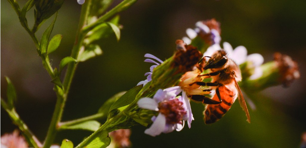 Fundamental Foragers: How UT Austin’s BEEVO is Creating a Pollinator&nbsp;Haven